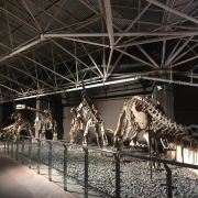 禄丰恐龙博物馆