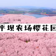 安顺平坝农场樱花园游玩攻略-平坝农场樱花园门票多少钱/价格表-团购