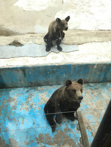 我的泰然1岁半沈阳森林野生动物园7月23日游记