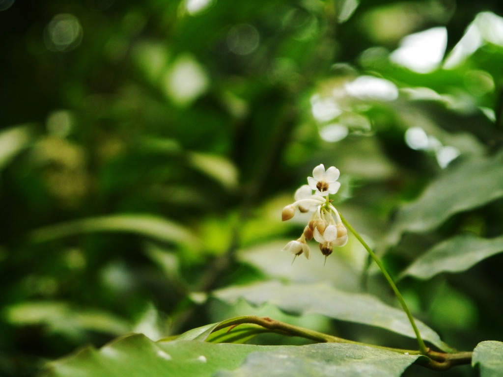 广州华南植物园
