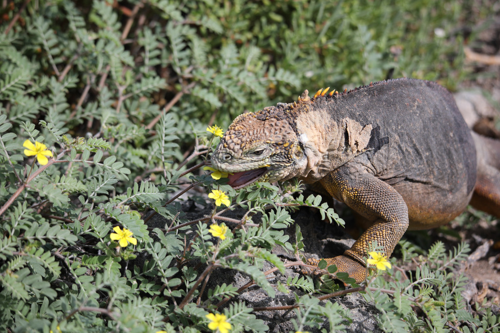 陆鬣蜥 land iguana