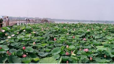 白洋淀抗战历史,再现雁翎队痛击鬼子,端岗楼的英雄事迹,园中荷花淀就