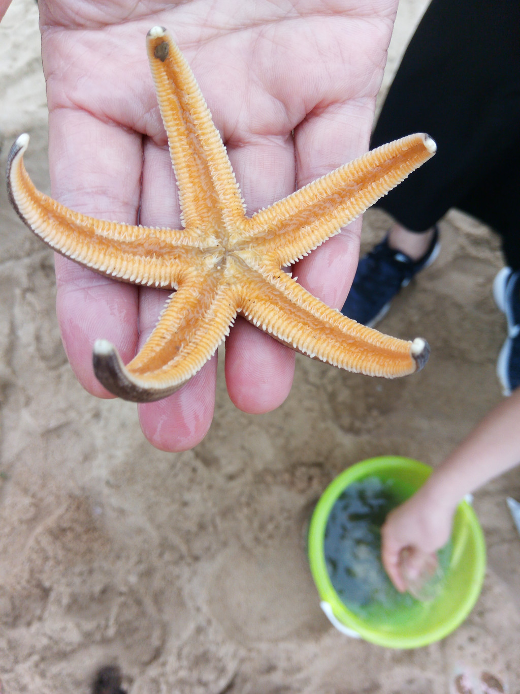 大人孩子们在海边玩沙,逐浪,用小网兜还捡到了漂亮的海星,透明的海蜇