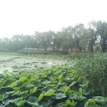 大明湖的夏雨荷_大明湖一年收入多少钱(2)