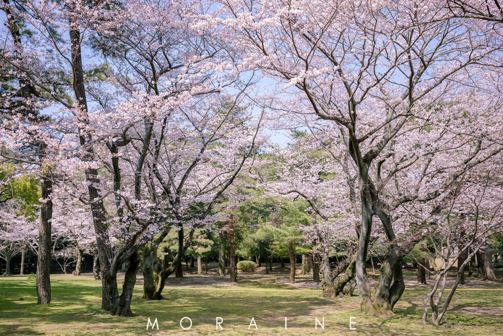 邂逅樱花祭,天海邮轮日本赏樱归来(佐世保,别府自由行赏樱攻略)