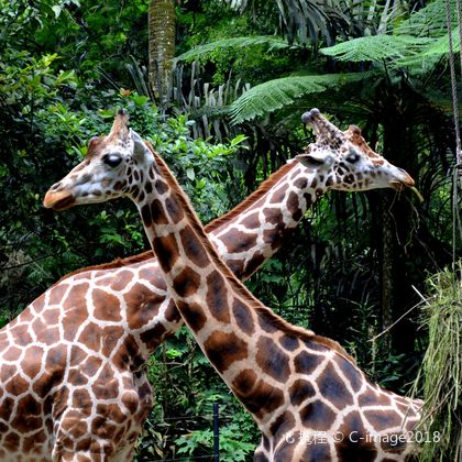 印度尼西亚雅加达茂物植物园+茂物野生动物园一日游