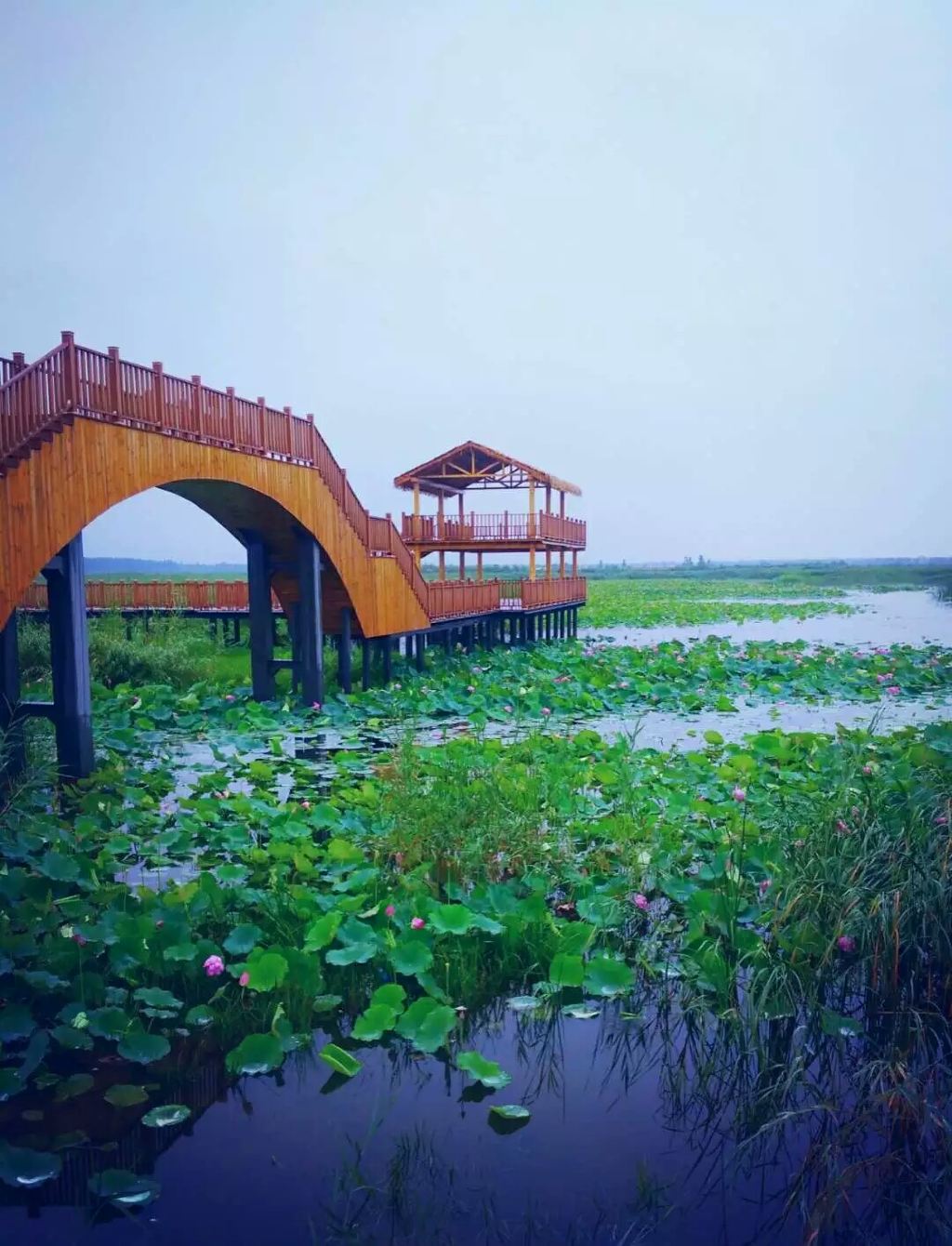 大雨倾盆中在白洋淀看海