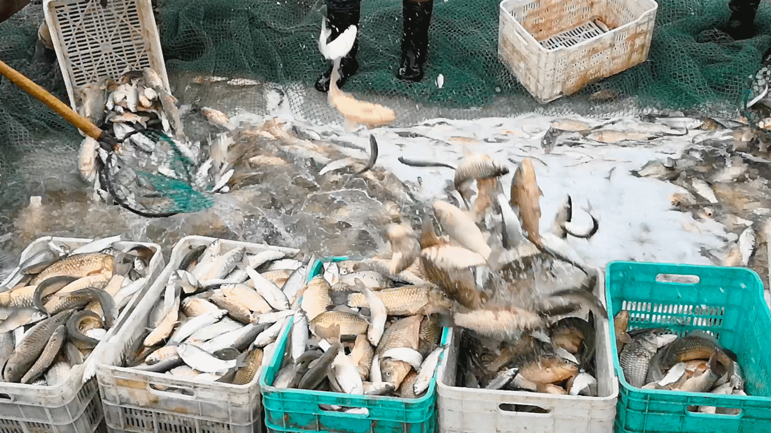 冬日,阳光灿烂的乌兰布统草原(内蒙乌兰布统-浑善达克