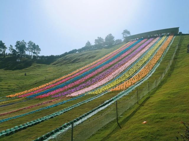 飞鸿滑草场