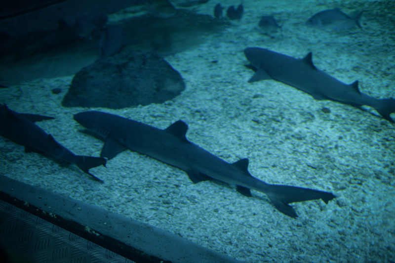 长风海洋世界鲨鱼隧道晚宴 chang  feng oceanworld