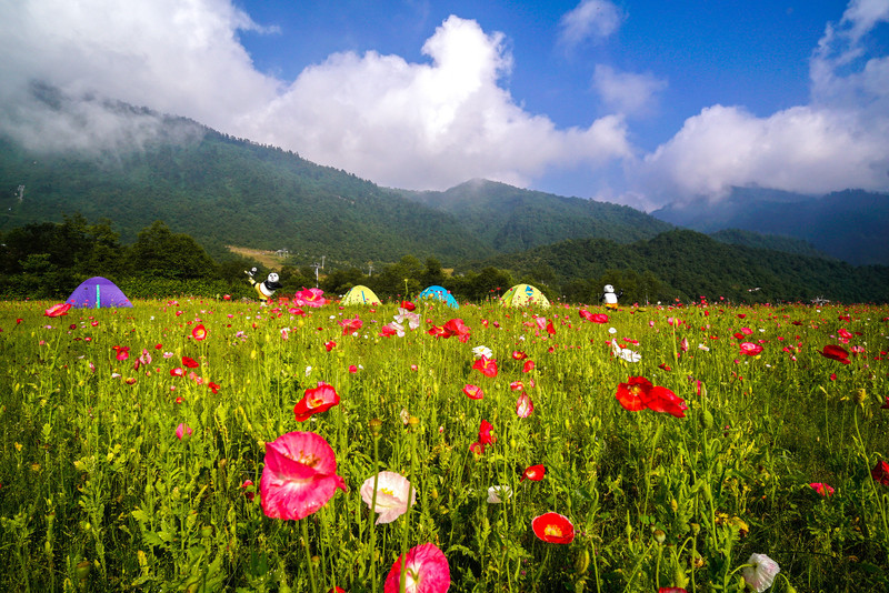 西岭游记:五月,我们一起去雪山之巅听周杰伦的花海与麦芽糖吧