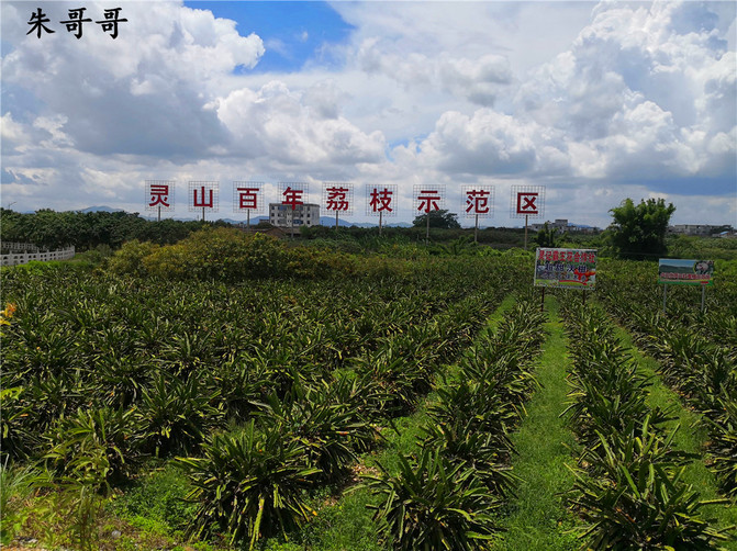 据史料记载,灵山荔枝种植始于汉朝,到宋朝有较大发展.