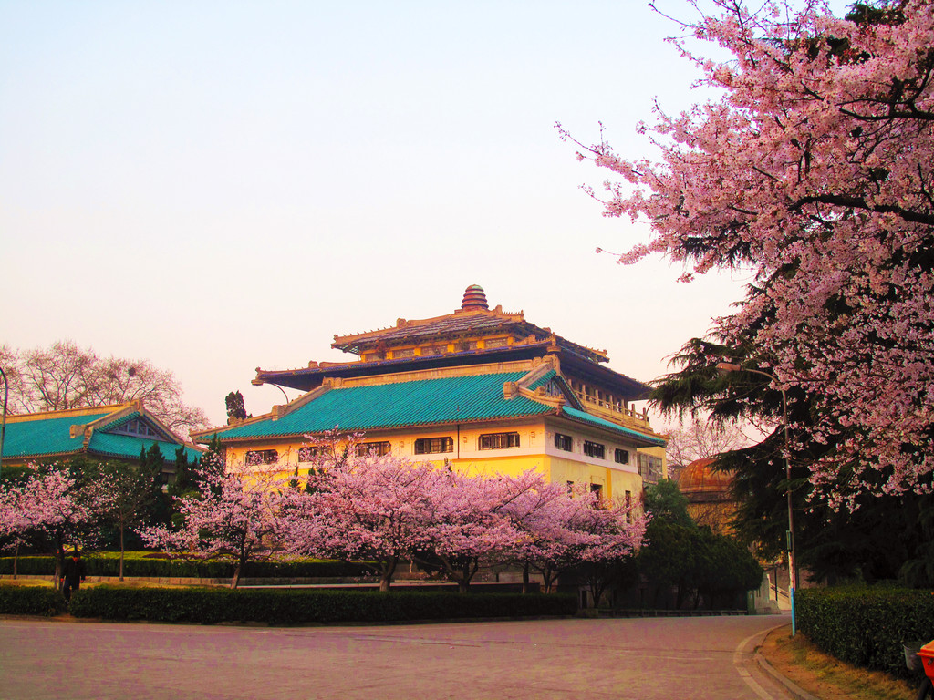 外知名高等学府-百年名校武汉大学)名花(樱花)-行摄武汉大学樱花季