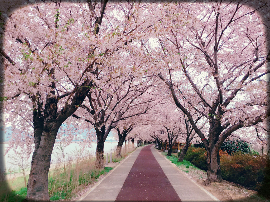 【釜山镇海庆州樱花之旅】带着80岁嫲嫲一起走花路!