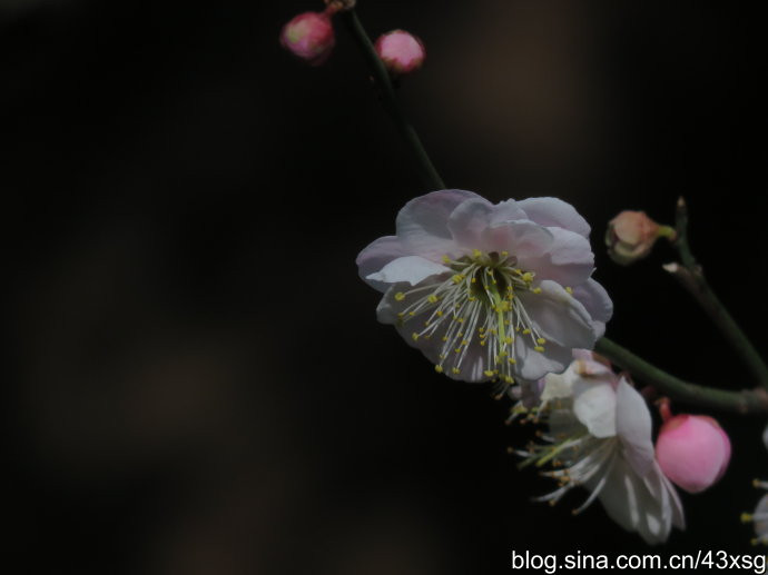 告别2018梅花季