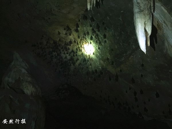 临进蝙蝠洞前,导游给我们讲解了这片区域岩洞形成的原因,还卖了个关