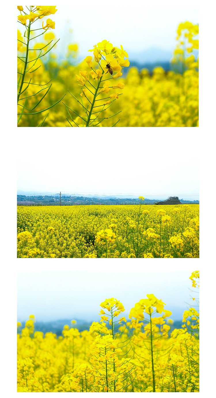 重庆广阳岛 | 这里赏油菜花真的很巴适