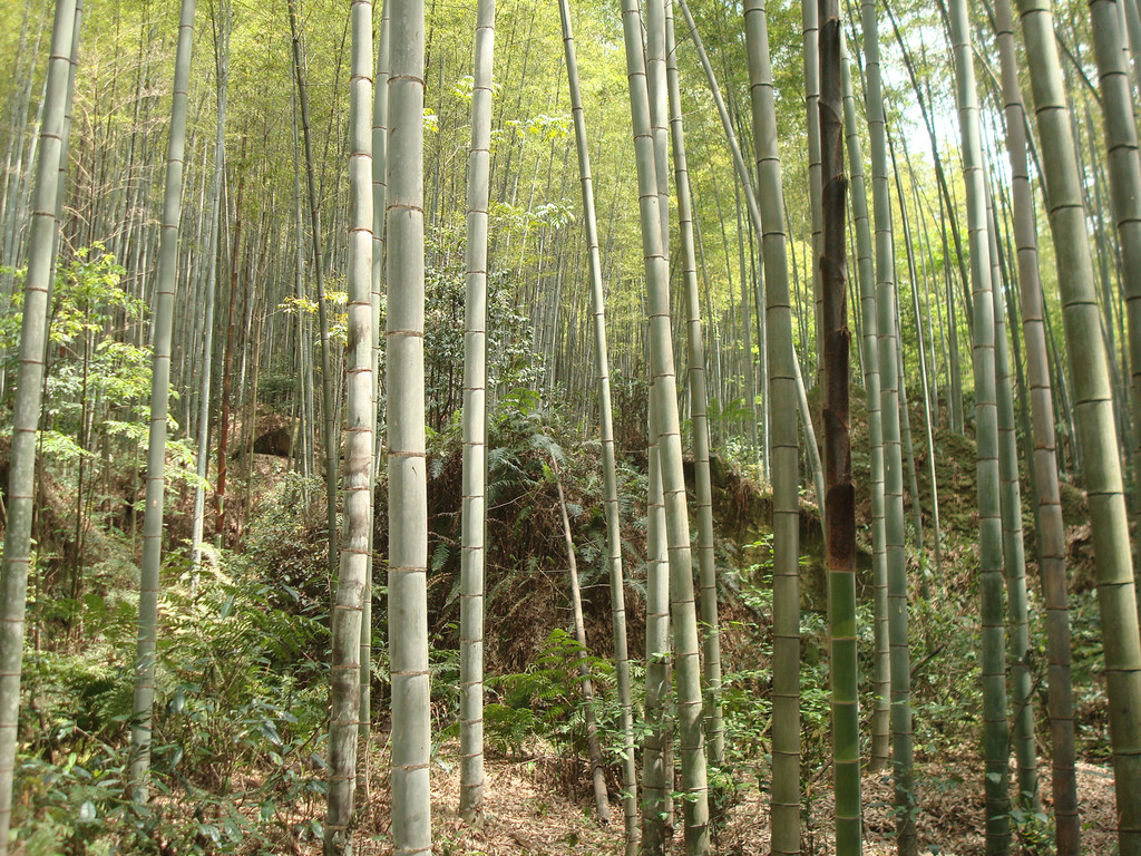 隐藏在荣县深山里的花龙沟竹海