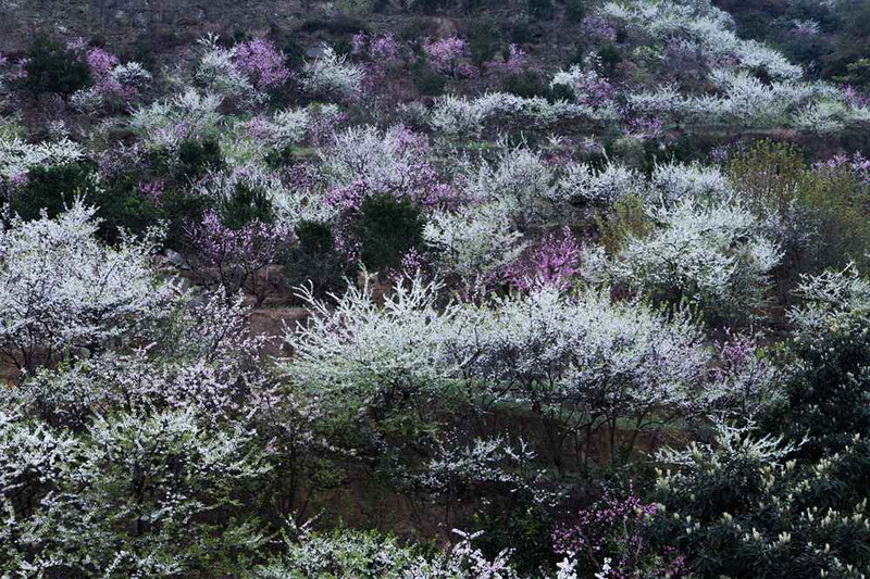 2018乌蒙花海赏花游——赤水镇 - 叙永游记攻略【携程攻略】