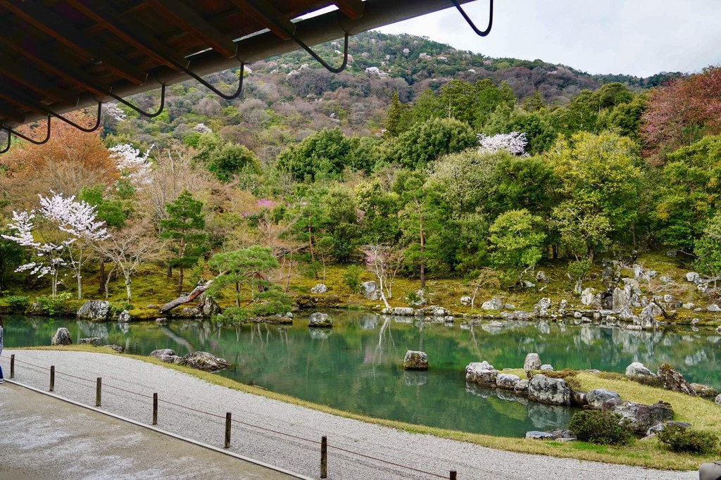 从东京到京都-樱花烂漫正当时