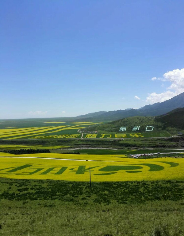 扁都口油菜花海
