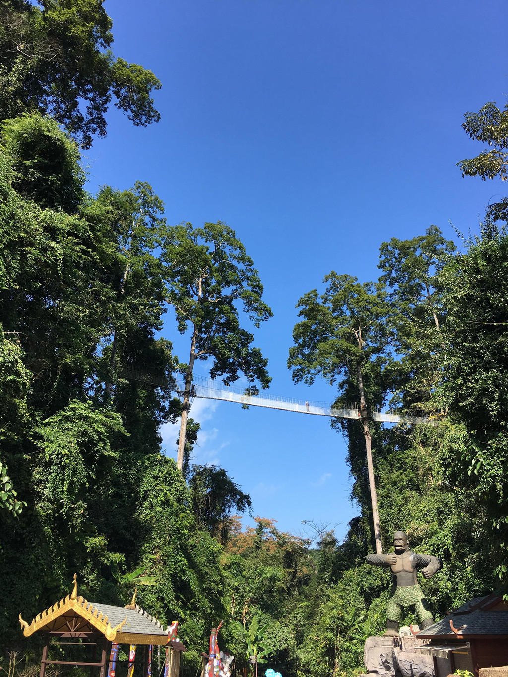 西双版纳热带雨林国家公园望天树景区