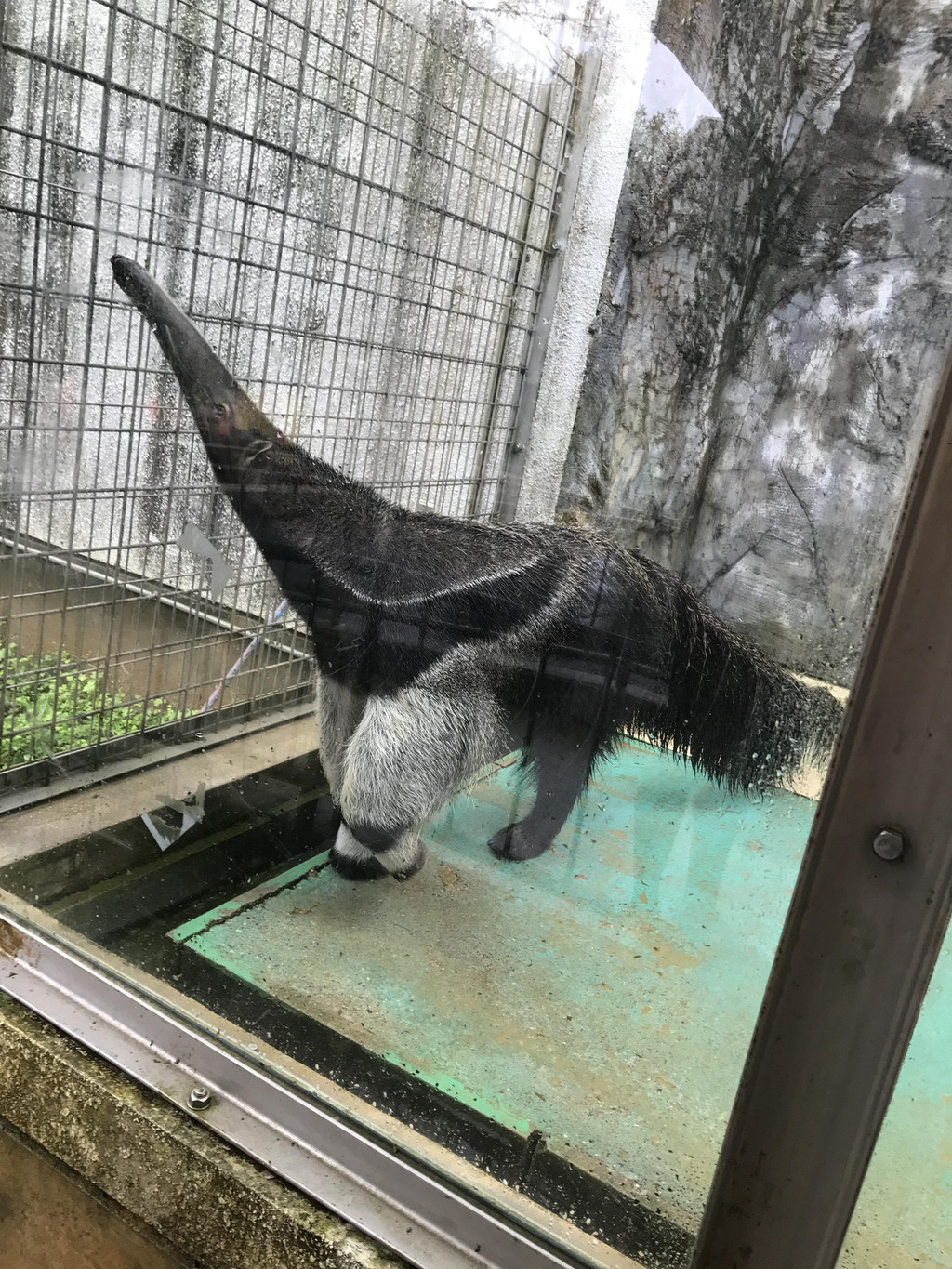 貘 冲绳儿童王国