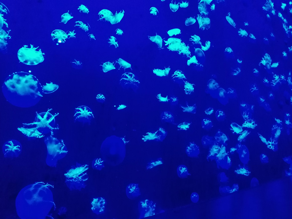 雪花水母