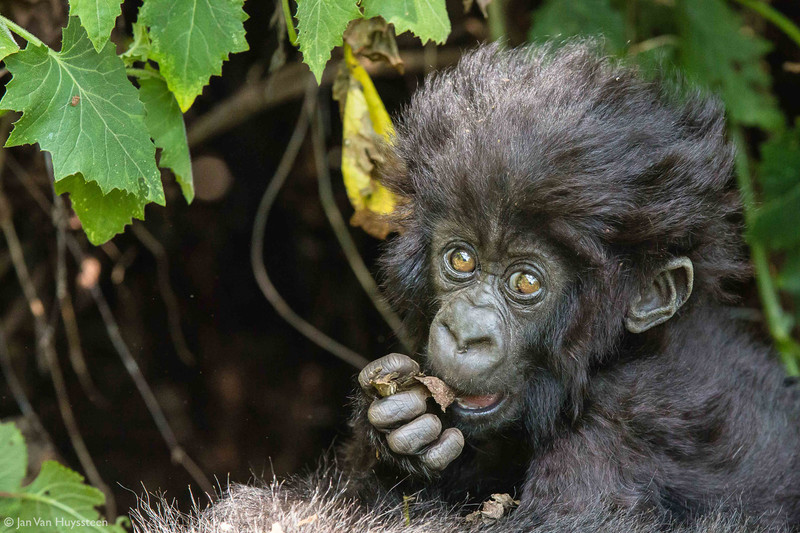 寻找猩猩的旅途,卢旺达火山公园行摄山地大猩猩攻略