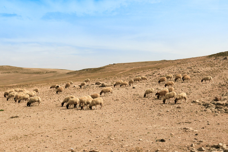禁止从葡萄牙输入羊及其相关产品 自发布之日起实施