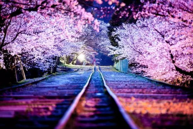 每到日本樱花盛开的季节,漫天的花瓣在春风中飘落,卷起一阵阵粉色的"