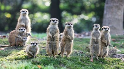 上海野生动物园交通线路参考图