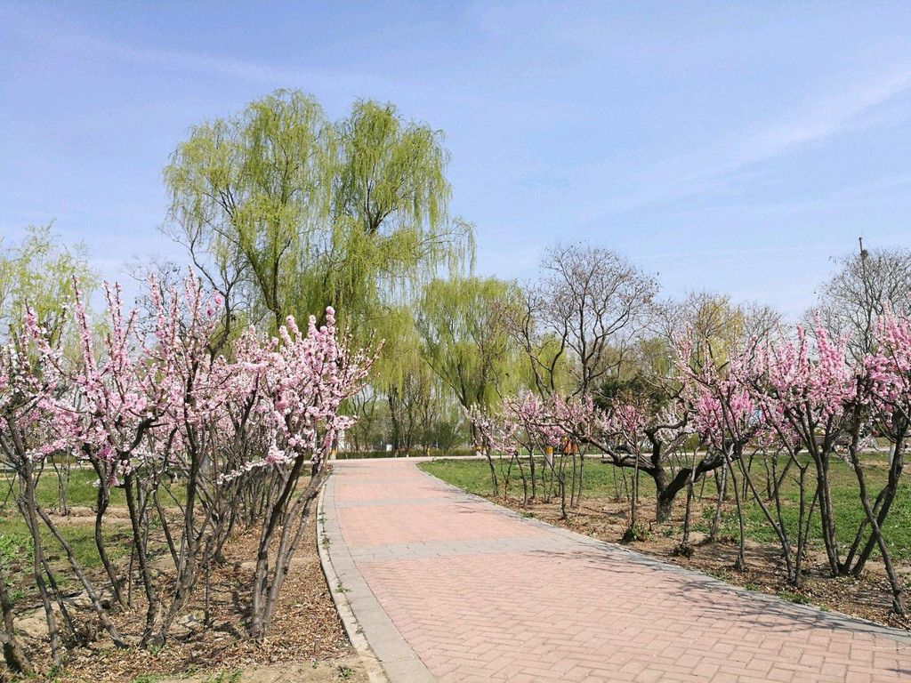 京城梨园                                  