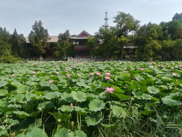 保定古莲花池攻略,保定古莲花池门票/游玩攻略/地址/图片/门票价格