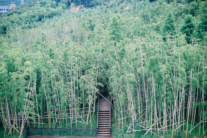 【竹林】 这里竹海如芸,芳草如茵.