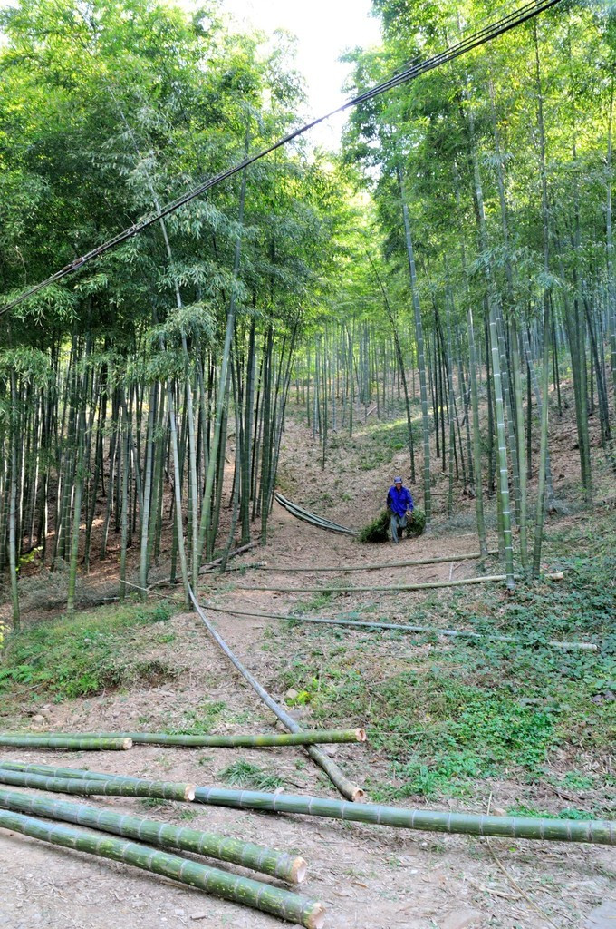 现在是砍毛竹的季节,山上有当地人在砍毛竹