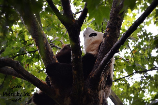 成都大熊猫繁育研究基地 45度仰望天空,淡淡的忧桑