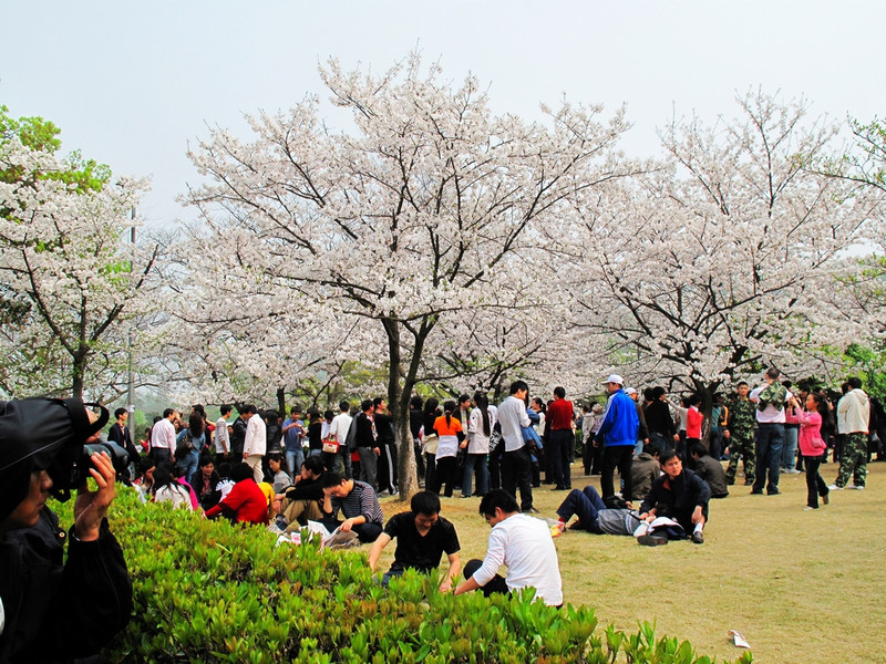 外知名高等学府-百年名校武汉大学)名花(樱花)-行摄武汉大学樱花季