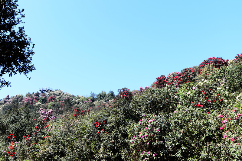 曲靖恩洪杜鹃花海:赏花正当时,莫待花榭了