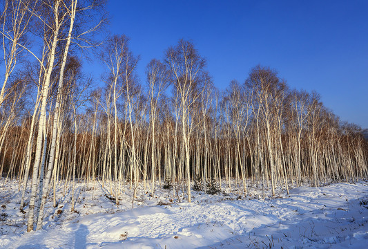 冬季到小兴安岭来看雪