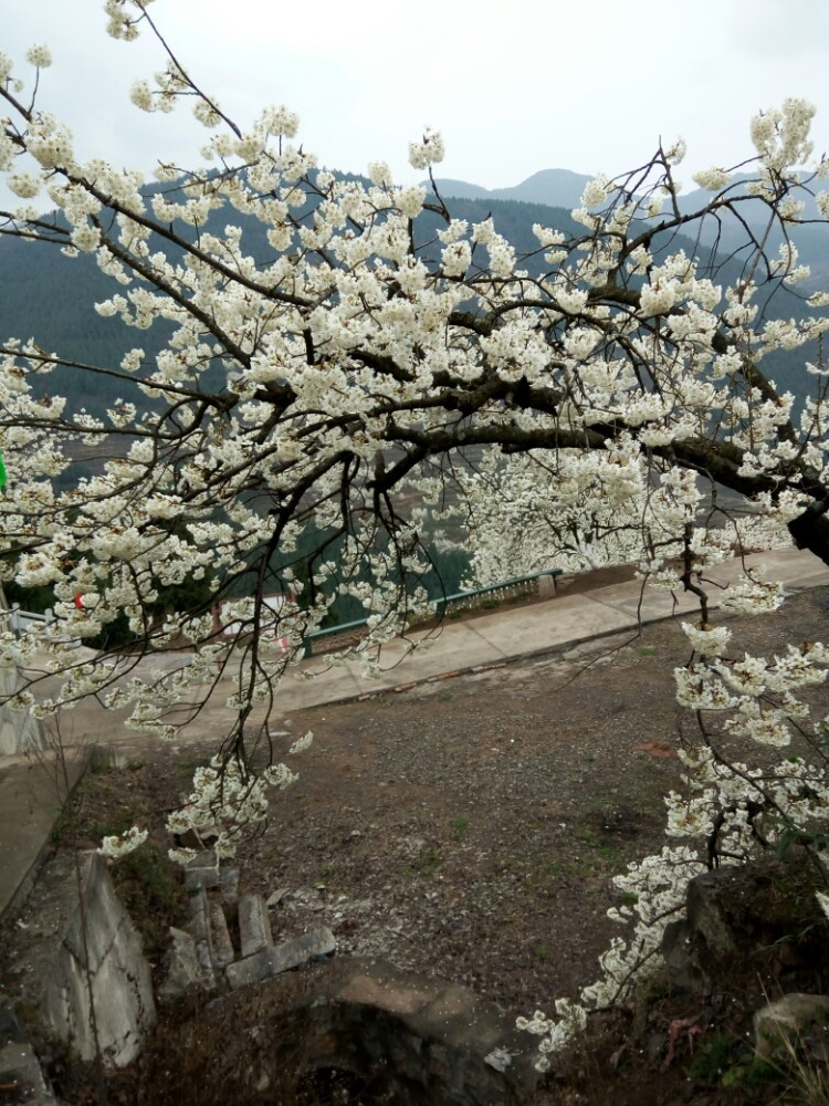 浪漫樱花谷