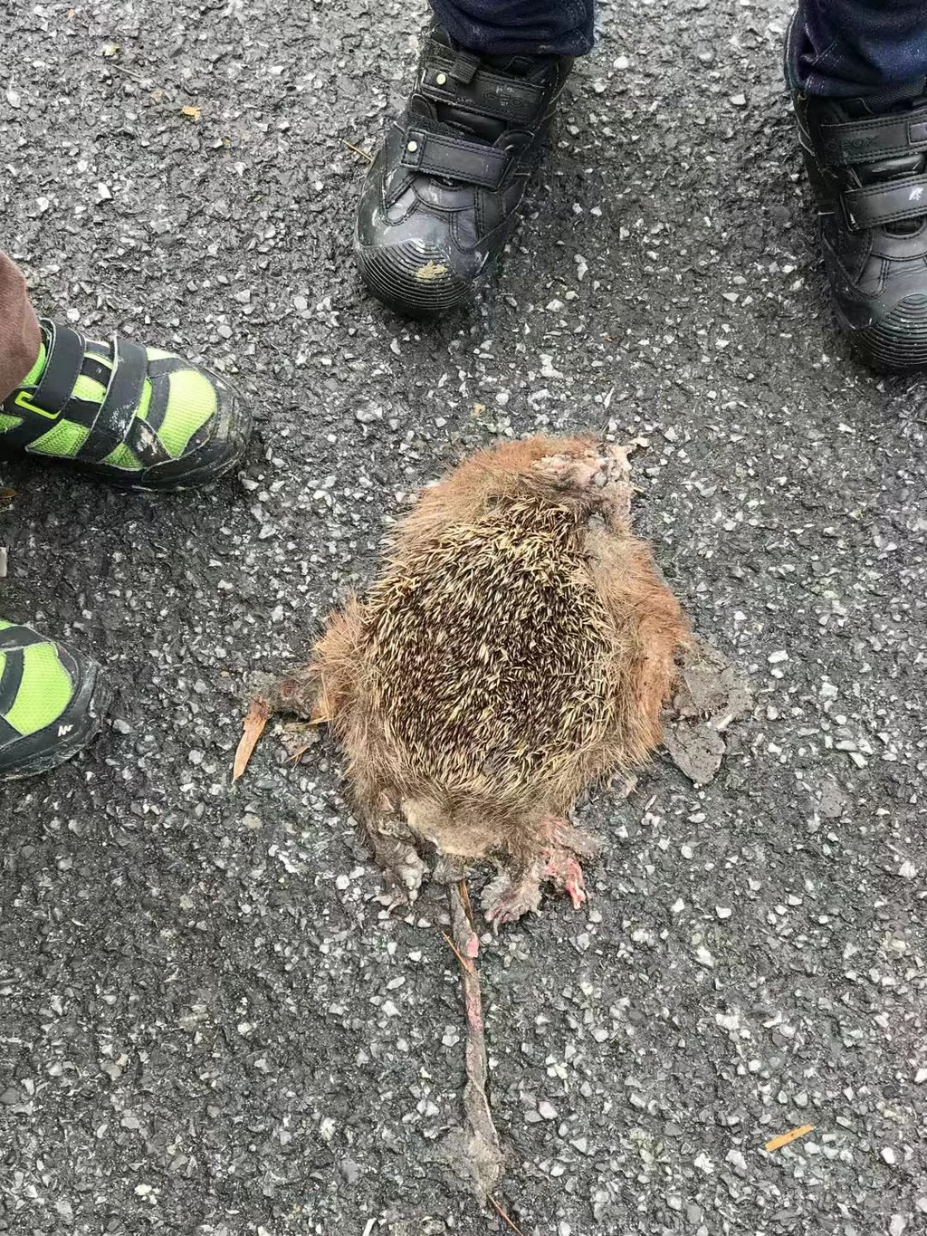 路上见一只被汽车碾压死了的竹老鼠