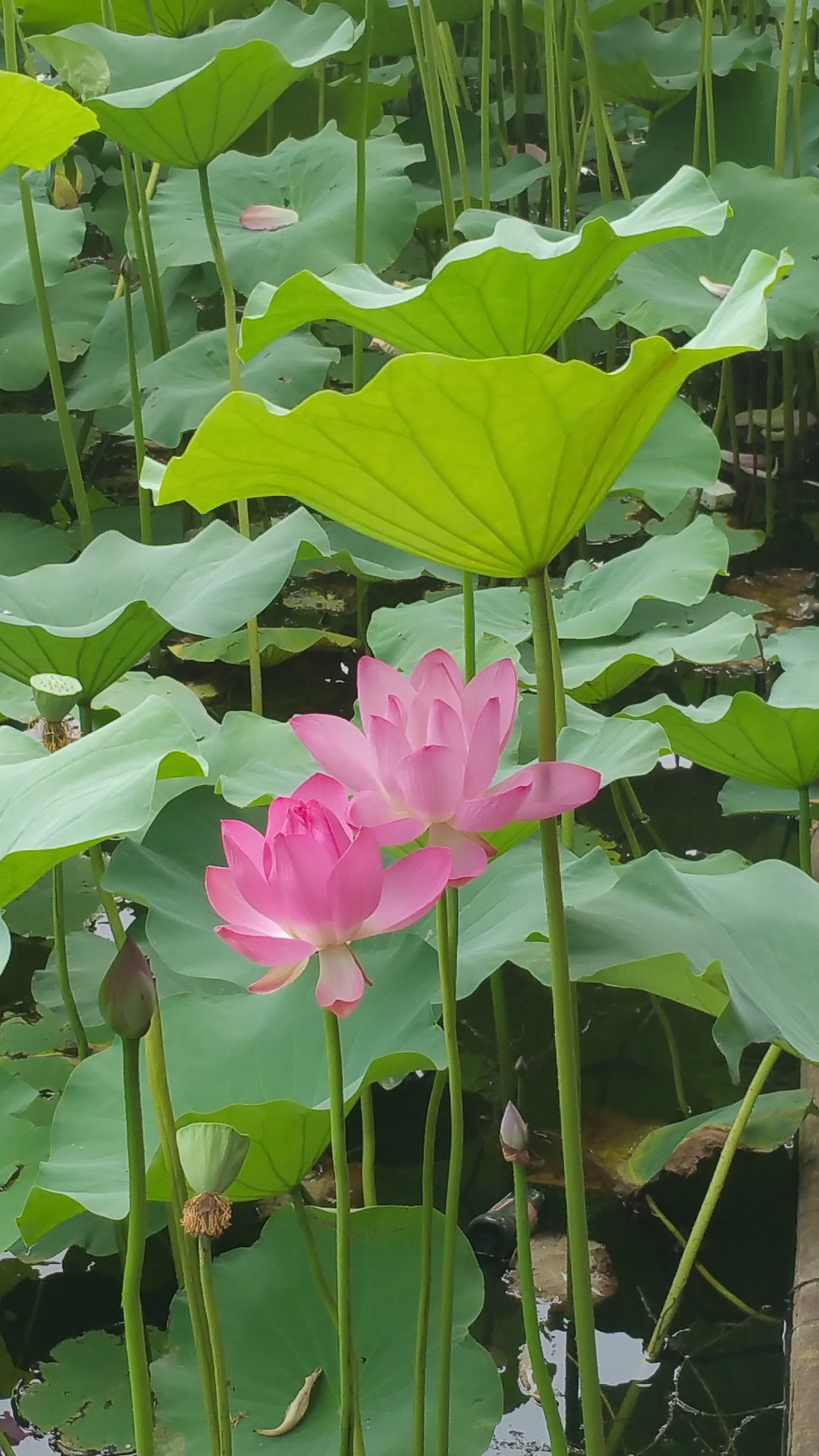 水中的荷花绽放著,娇艳粉嫩,朵朵水灵灵的,还有那含苞待放的花咕嘟,随