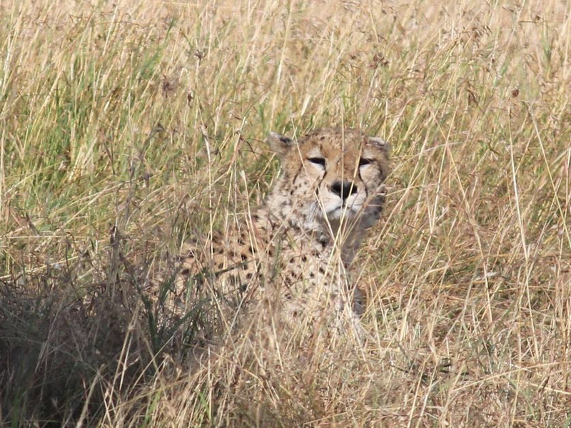 猎豹 cheetah