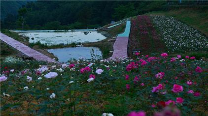 百花谷旅游度假区