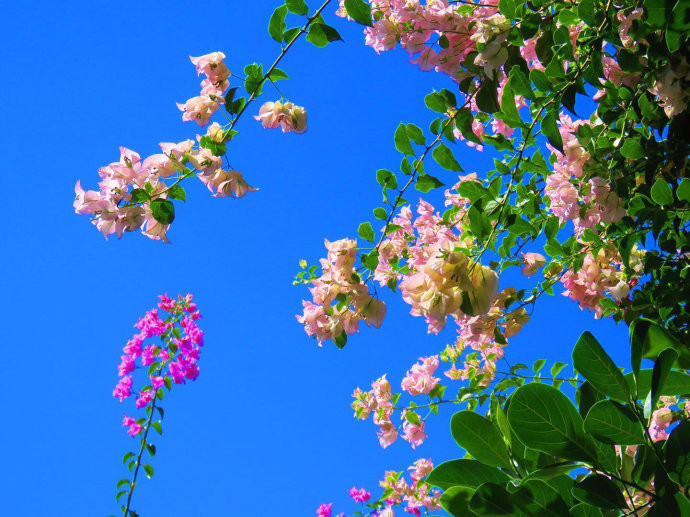 琅勃拉邦天蓝云白,风和日丽,鲜花盛开