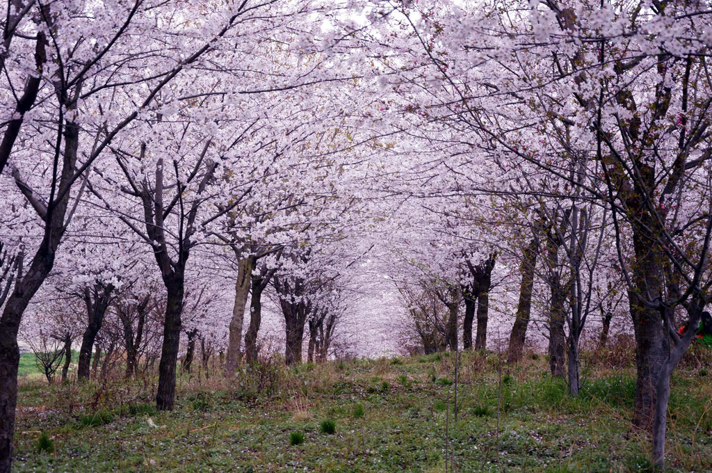 平坝农场樱花园