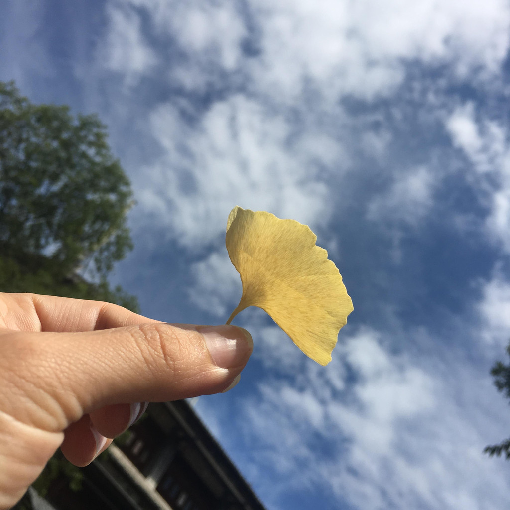 天气极好,一片银杏叶,也能拍个花样