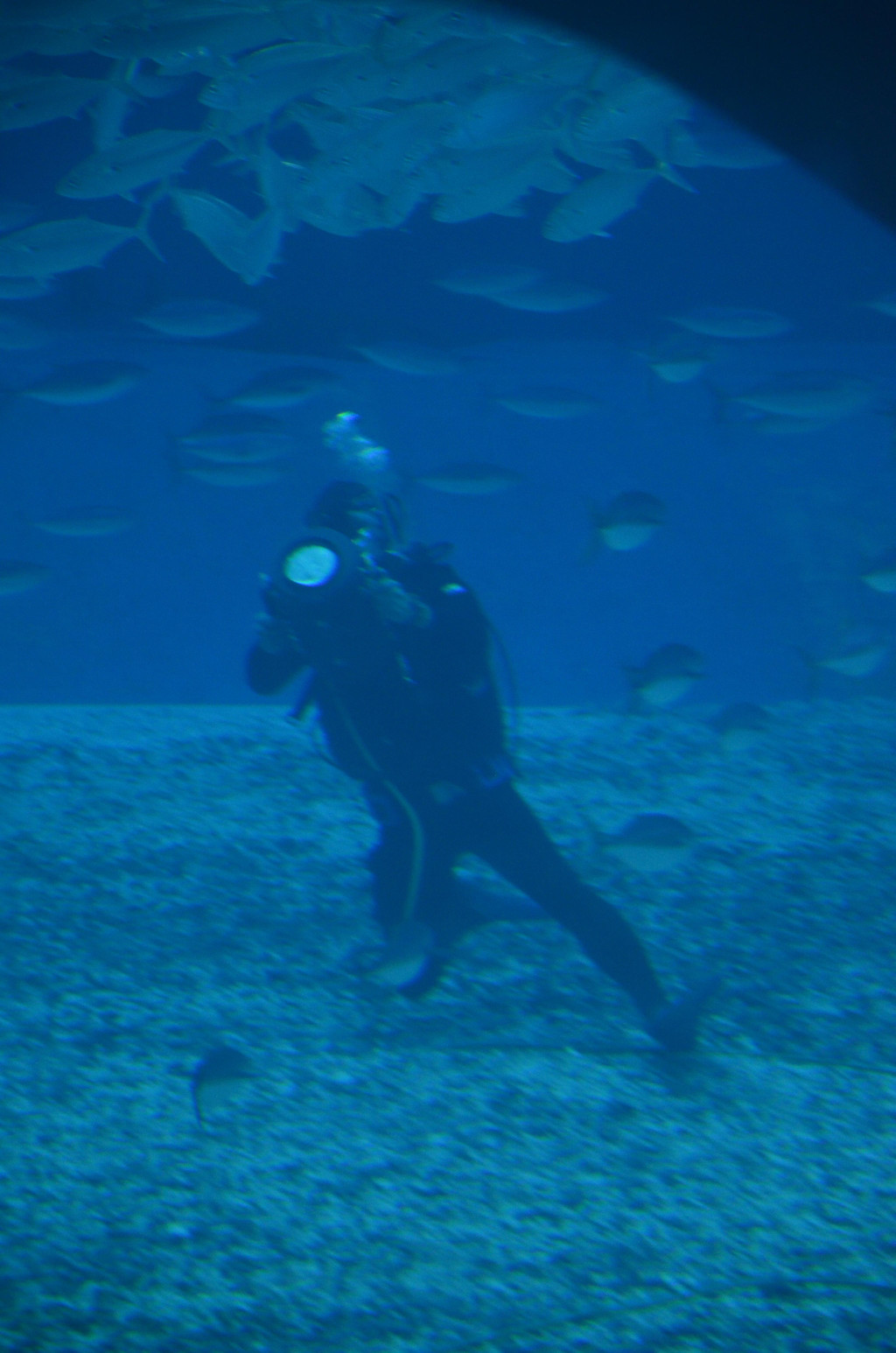 美丽海水族馆—冲绳游记(四)