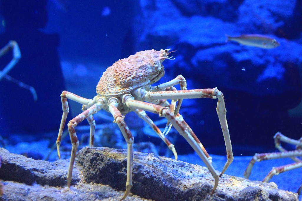 大阪海游馆是世界最大级别的水族馆,并以拥有巨大的鲸鲨而闻名于世.